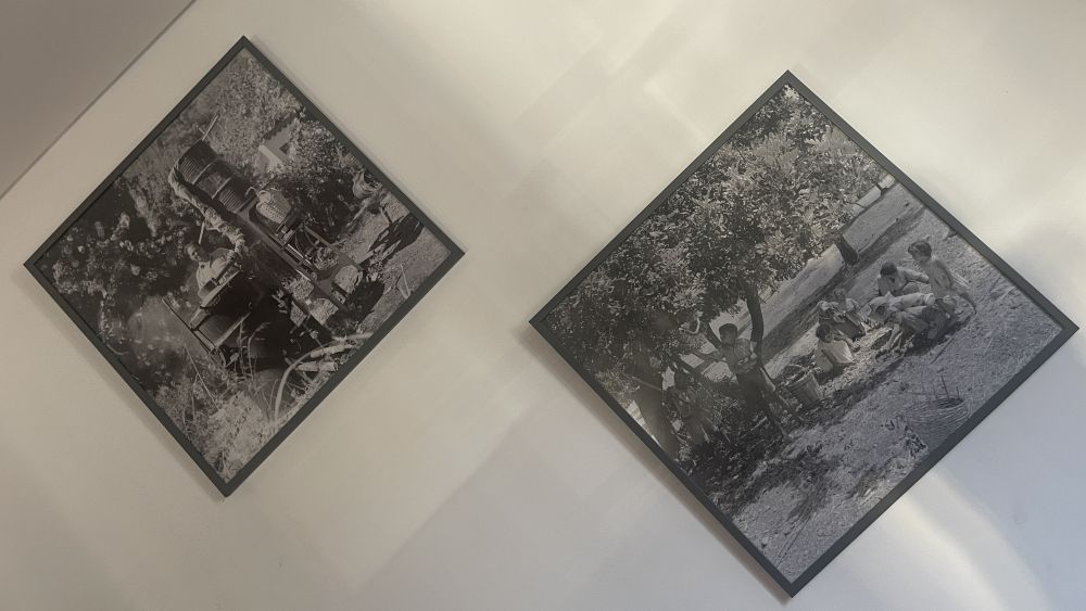 acropolis-tavern-serving-up-delicious-greek-specialties-in-paphos