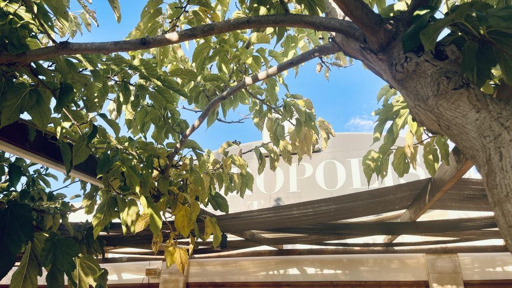 top-rated-greek-restaurant-paphos-acropolis-tavern-dining